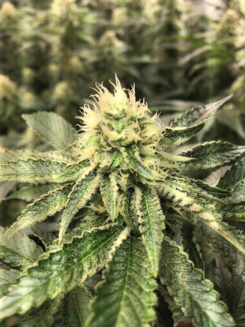 Ripper Seeds Shimo x2 + Kmintz x2. Week 5 - Week 5 Day 4