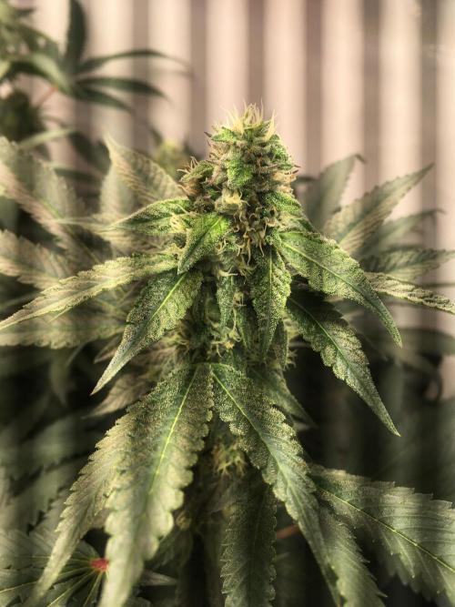 Ripper Seeds Shimo x2 + Kmintz x2. Week 5 - Week 5 Day 4