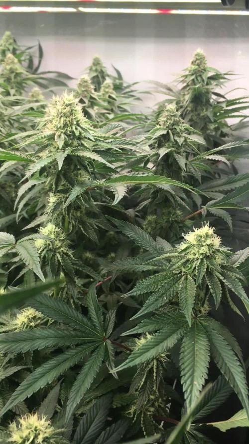 Ripper Seeds Shimo x2 + Kmintz x2