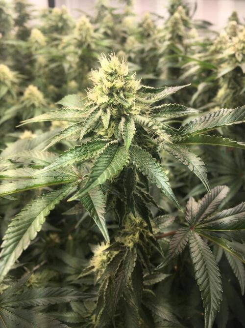 Ripper Seeds Shimo x2 + Kmintz x2. Week 5 - Week 5 Day 7