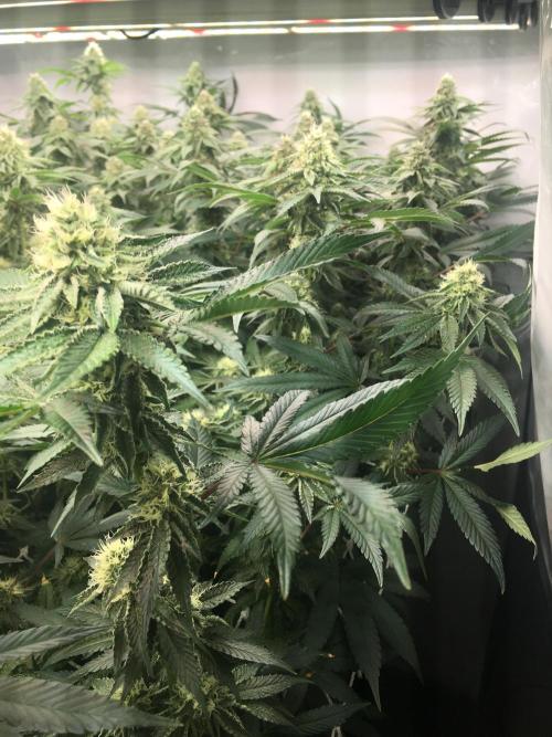 Ripper Seeds Shimo x2 + Kmintz x2. Week 5 - Week 5 Day 7