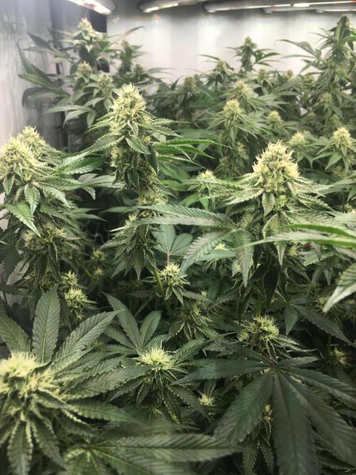 Ripper Seeds Shimo x2 + Kmintz x2. Week 5 - Week 5 Day 7