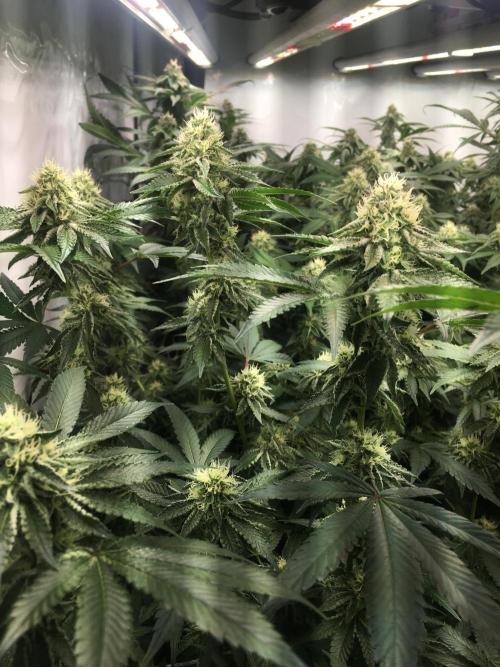 Ripper Seeds Shimo x2 + Kmintz x2. Week 6 - Week 6 Day 2