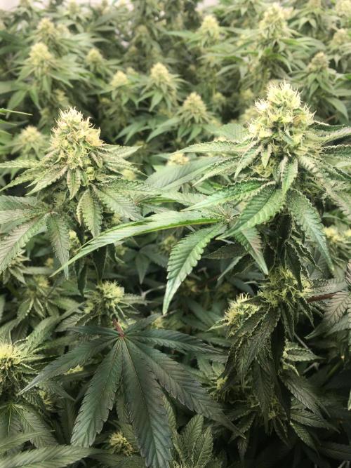 Ripper Seeds Shimo x2 + Kmintz x2. Week 6 - Week 6 Day 2