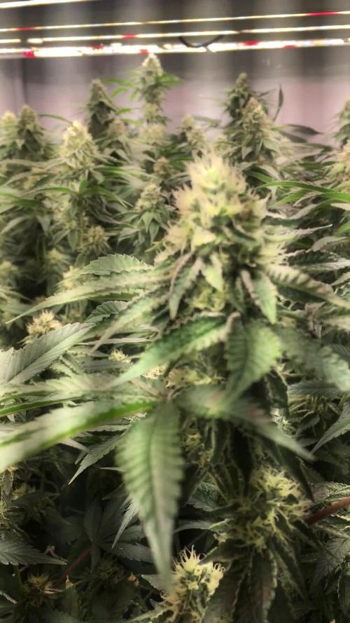 Ripper Seeds Shimo x2 + Kmintz x2