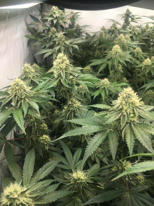 Ripper Seeds Shimo x2 + Kmintz x2. Week 6 - Week 6 Day 4