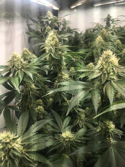 Ripper Seeds Shimo x2 + Kmintz x2. Week 6 - Week 6 Day 4