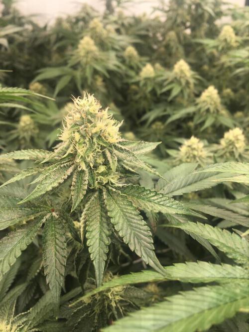 Ripper Seeds Shimo x2 + Kmintz x2. Week 6 - Week 6 Day 4