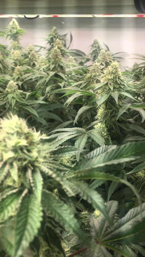 Ripper Seeds Shimo x2 + Kmintz x2