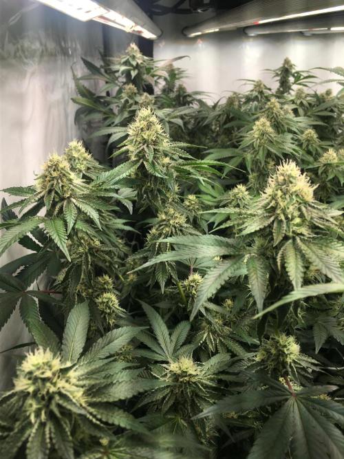 Ripper Seeds Shimo x2 + Kmintz x2. Week 6 - Week 6 Day 5