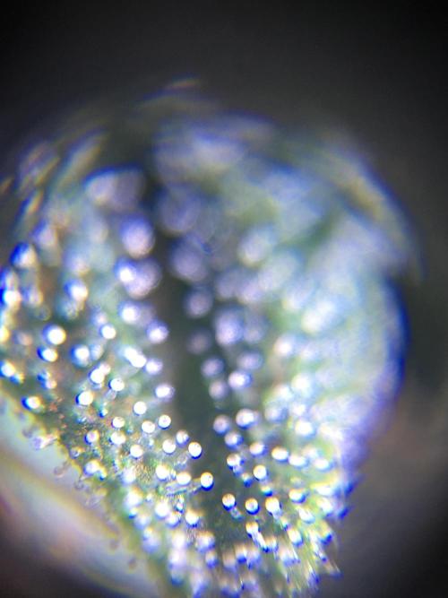 Ripper Seeds Shimo x2 + Kmintz x2. Week 6 - Week 6 Day 5