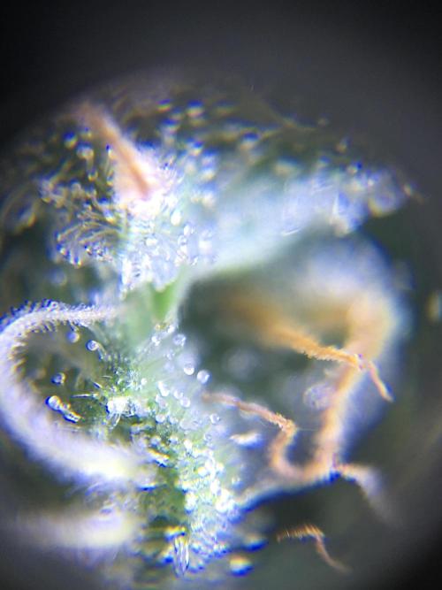 Ripper Seeds Shimo x2 + Kmintz x2. Week 6 - Week 6 Day 5