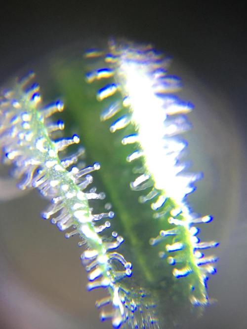 Ripper Seeds Shimo x2 + Kmintz x2. Week 6 - Week 6 Day 5