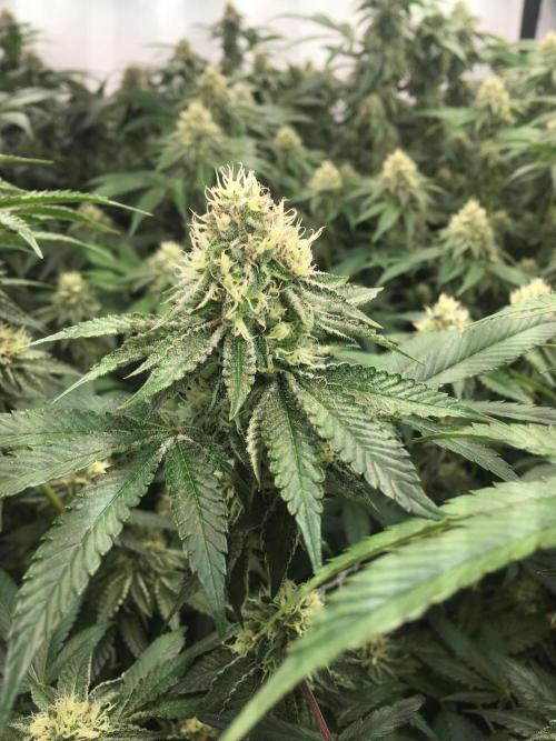 Ripper Seeds Shimo x2 + Kmintz x2. Week 6