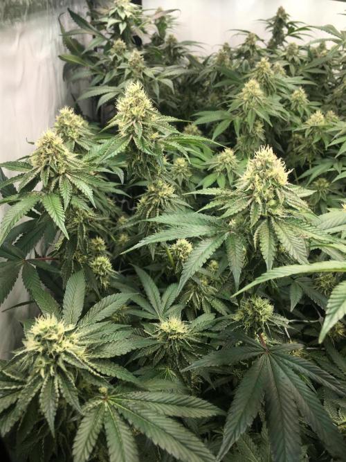 Ripper Seeds Shimo x2 + Kmintz x2. Week 6 - Week 6 Day 6