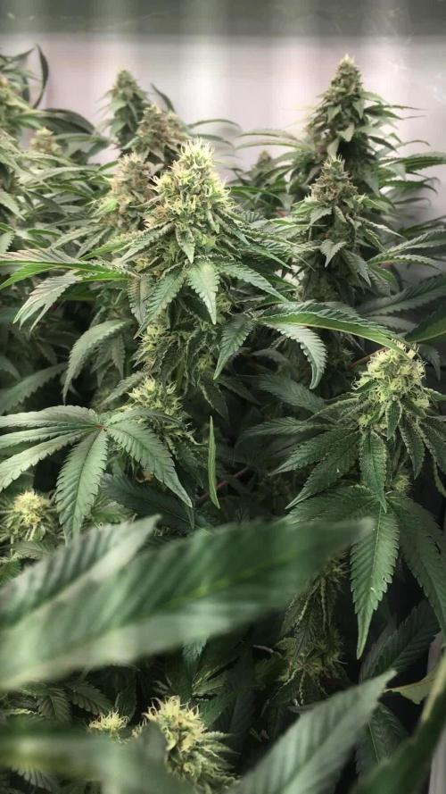 Ripper Seeds Shimo x2 + Kmintz x2