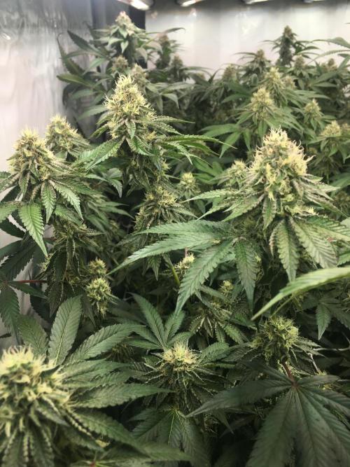 Ripper Seeds Shimo x2 + Kmintz x2. Week 7 - Week 7 Day 1