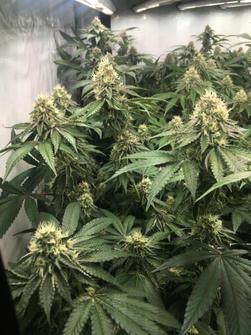 Ripper Seeds Shimo x2 + Kmintz x2. Week 7 - Week 7 Day 2