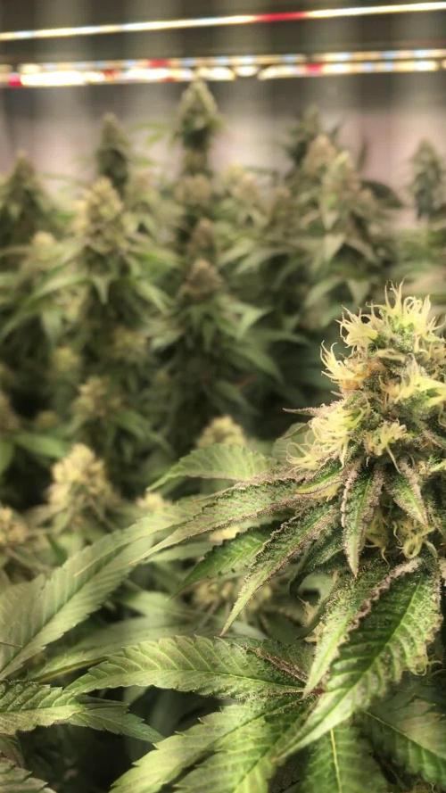 Ripper Seeds Shimo x2 + Kmintz x2