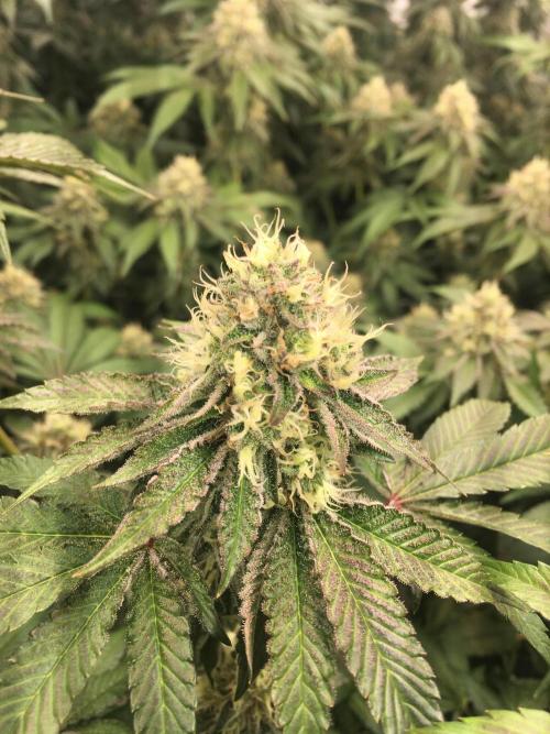 Ripper Seeds Shimo x2 + Kmintz x2. Week 7 - Week 7 Day 3 shimo