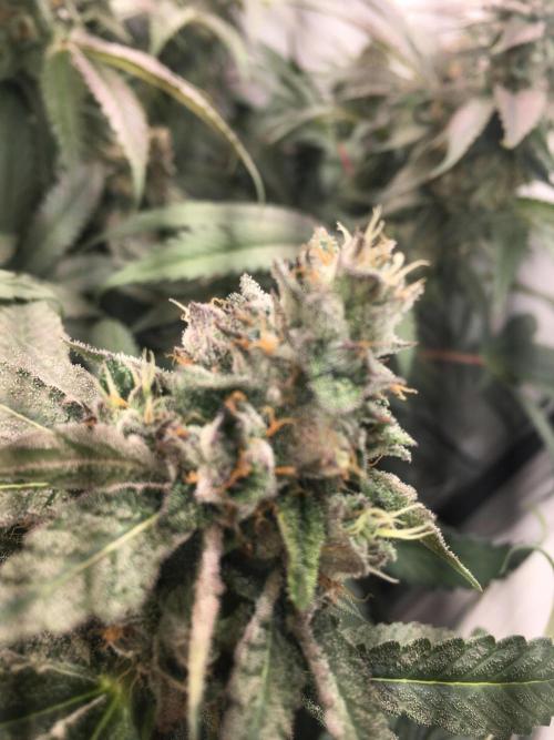 Ripper Seeds Shimo x2 + Kmintz x2. Week 7 - Week 7 Day 3 kmintz