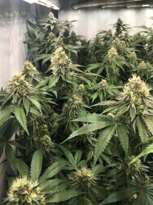 Ripper Seeds Shimo x2 + Kmintz x2. Week 7 - Week 7 Day 3