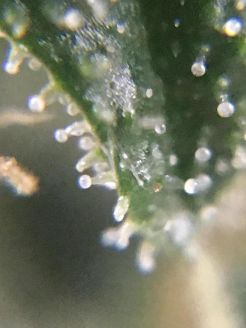 Ripper Seeds Shimo x2 + Kmintz x2. Week 7 - Week 7 Day 4 shimo