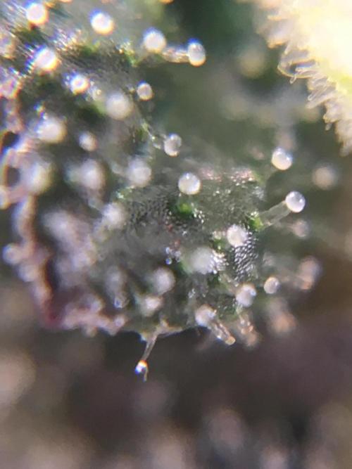 Ripper Seeds Shimo x2 + Kmintz x2. Week 7 - Week 7 Day 4 kmintz 