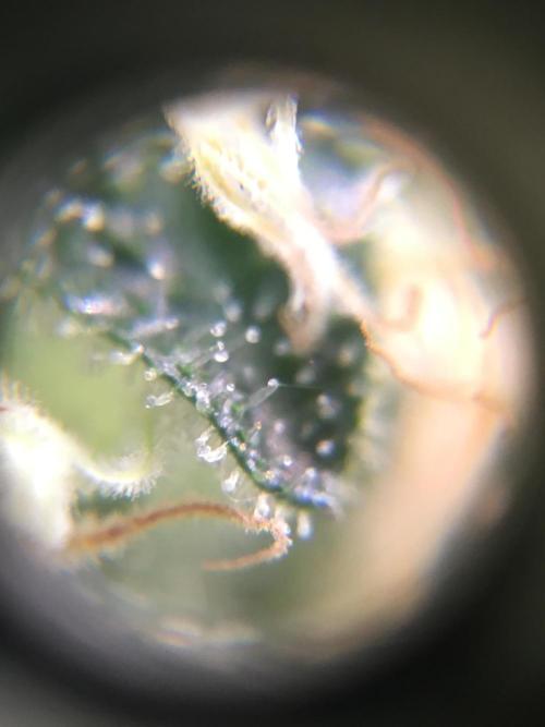 Ripper Seeds Shimo x2 + Kmintz x2. Week 7 - Week 7 Day 4 shimo