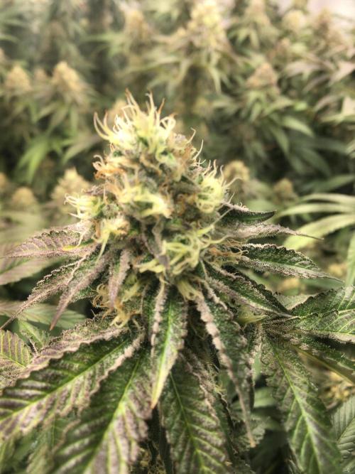 Ripper Seeds Shimo x2 + Kmintz x2. Week 7 - Week 7 Day 5