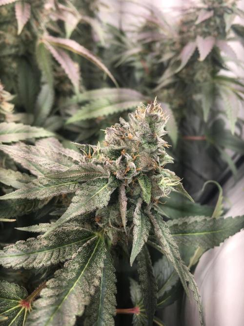 Ripper Seeds Shimo x2 + Kmintz x2. Week 7 - Week 7 Day 5