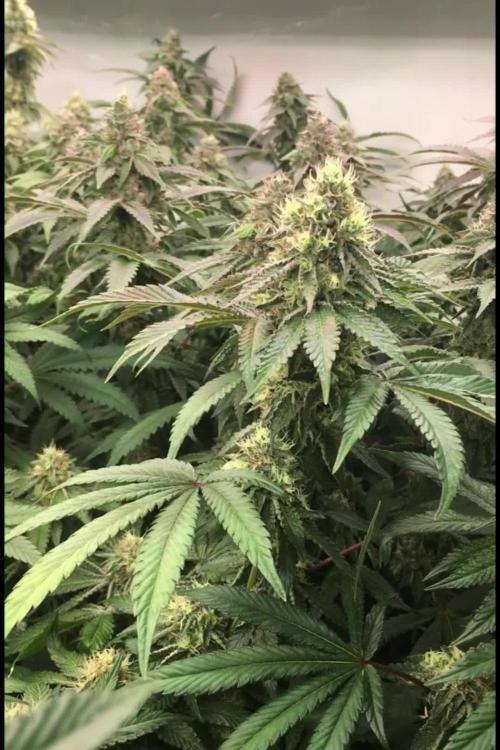 Ripper Seeds Shimo x2 + Kmintz x2