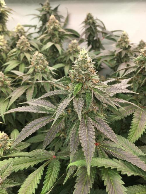 Ripper Seeds Shimo x2 + Kmintz x2. Week 7 - Week 7 Day 6  kmintz