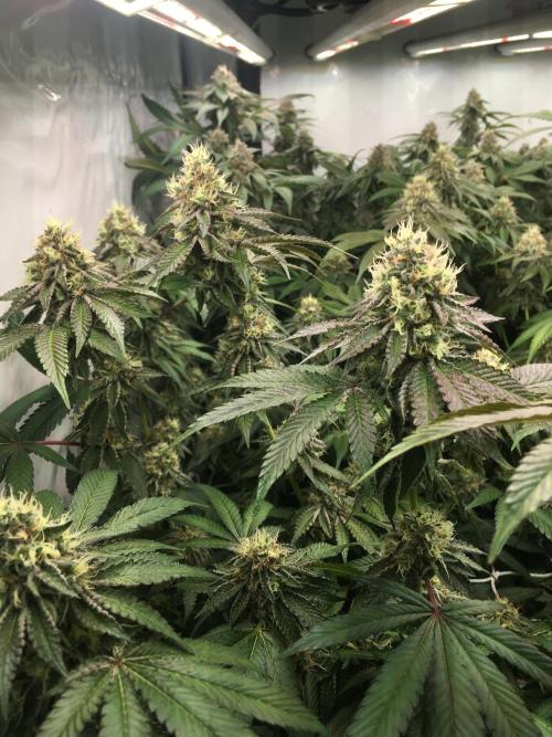 Ripper Seeds Shimo x2 + Kmintz x2. Week 7 - Week 7 Day 6 shimos