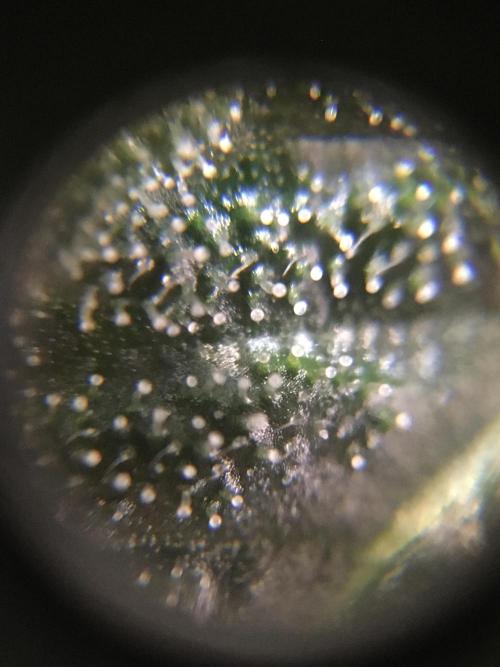 Ripper Seeds Shimo x2 + Kmintz x2. Week 7 - Week 7 Day 6  kmintz sugar leaf