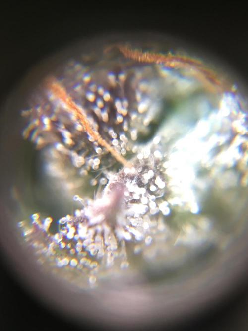 Ripper Seeds Shimo x2 + Kmintz x2. Week 7 - Week 7 Day 6  kmintz main bud