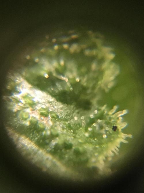 Ripper Seeds Shimo x2 + Kmintz x2. Week 7 - Week 7 Day 6  shimo leaf