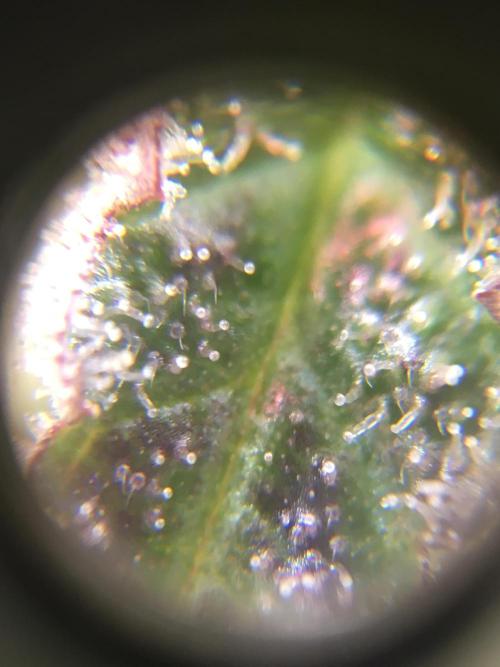 Ripper Seeds Shimo x2 + Kmintz x2. Week 7 - Week 7 Day 6  shimo main bud