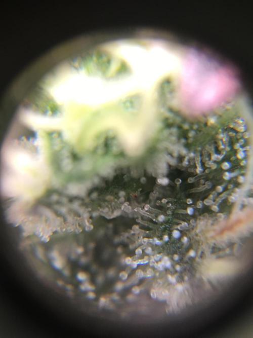 Ripper Seeds Shimo x2 + Kmintz x2. Week 7 - Week 7 Day 6  shimo main bud