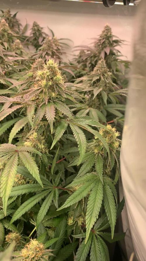 Ripper Seeds Shimo x2 + Kmintz x2