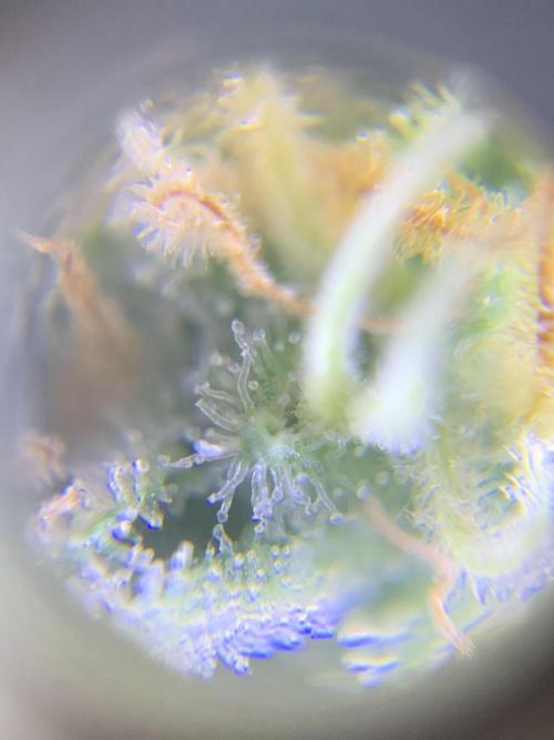 Ripper Seeds Shimo x2 + Kmintz x2. Week 7 - Week 7 Day 7 shimo trichomes