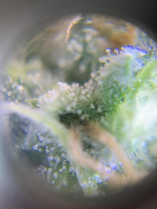 Ripper Seeds Shimo x2 + Kmintz x2. Week 7 - Week 7 Day 7 shimo trichomes