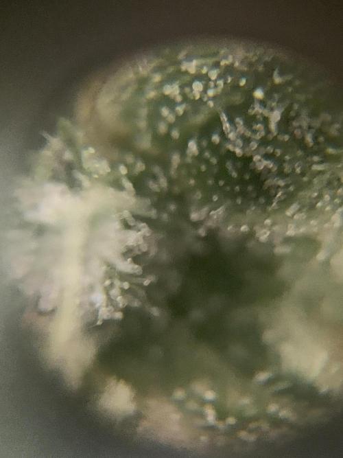 Ripper Seeds Shimo x2 + Kmintz x2. Week 7 - Week 7 Day 7 kmintz trichomes