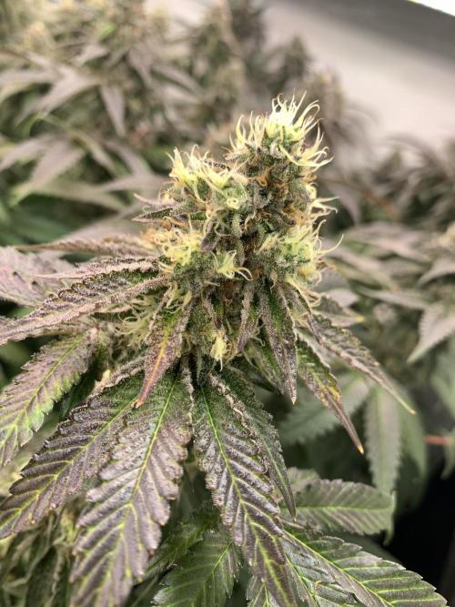 Ripper Seeds Shimo x2 + Kmintz x2. Week 8 - Week 8 Day 1 kmintz