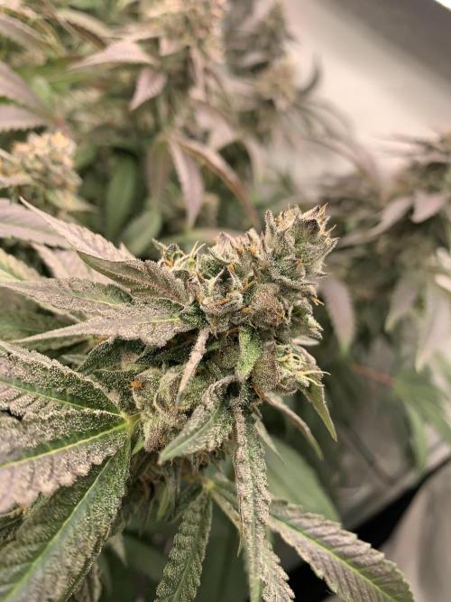 Ripper Seeds Shimo x2 + Kmintz x2. Week 8 - Week 8 Day 1 kmintz