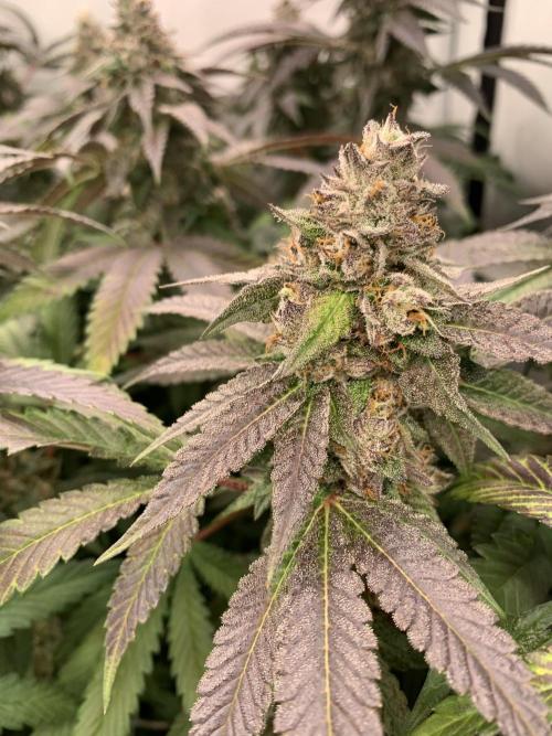 Ripper Seeds Shimo x2 + Kmintz x2. Week 8 - Week 8 Day 1 kmintz