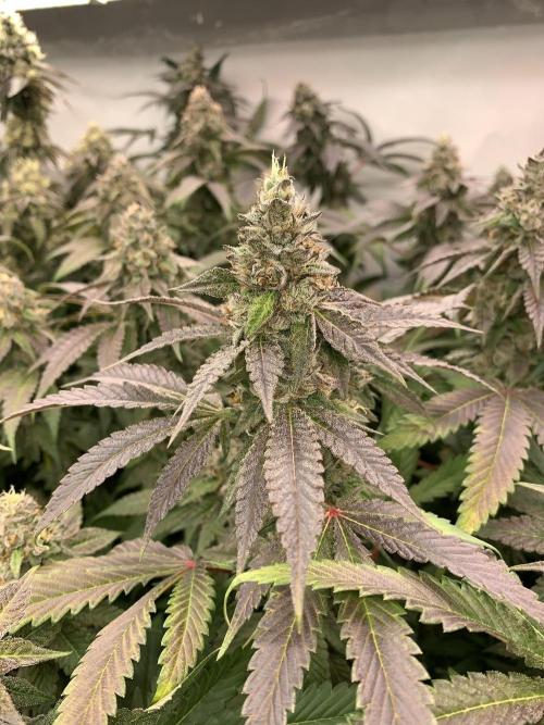 Ripper Seeds Shimo x2 + Kmintz x2. Week 8 - Week 8 Day 1 kmintz