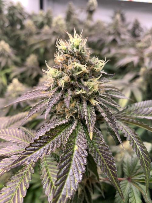 Ripper Seeds Shimo x2 + Kmintz x2. Week 8 - Week 8 Day 1 shimo