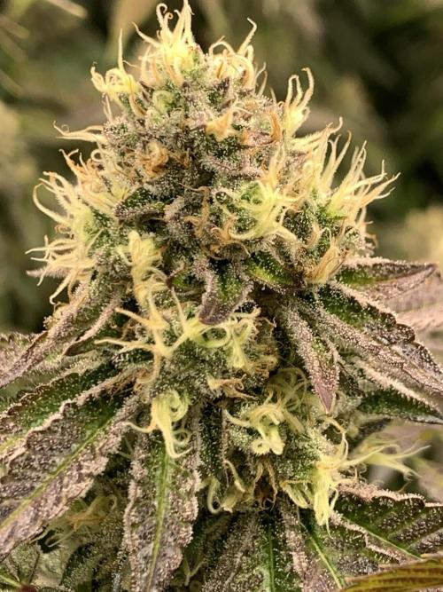 Ripper Seeds Shimo x2 + Kmintz x2. Week 8 - Week 8 Day 1 shimo