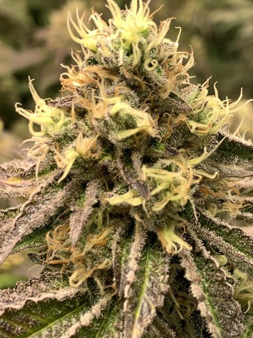 Ripper Seeds Shimo x2 + Kmintz x2. Week 8 - Week 8 Day 1 shimo